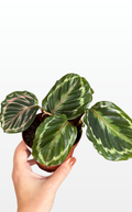 Sylvia the Calathea 'Medallion' (0617)