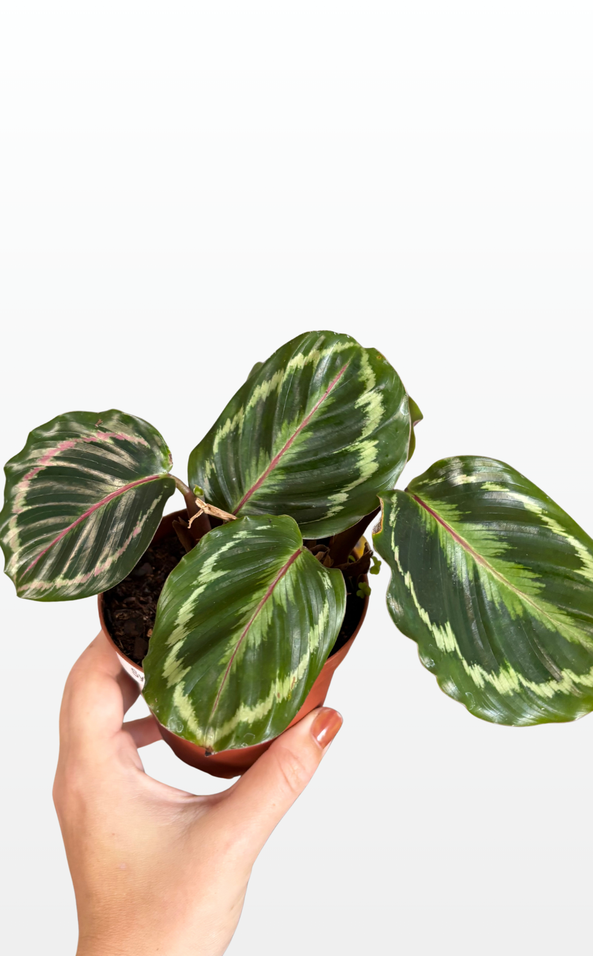 Sylvia the Calathea 'Medallion' (0617)