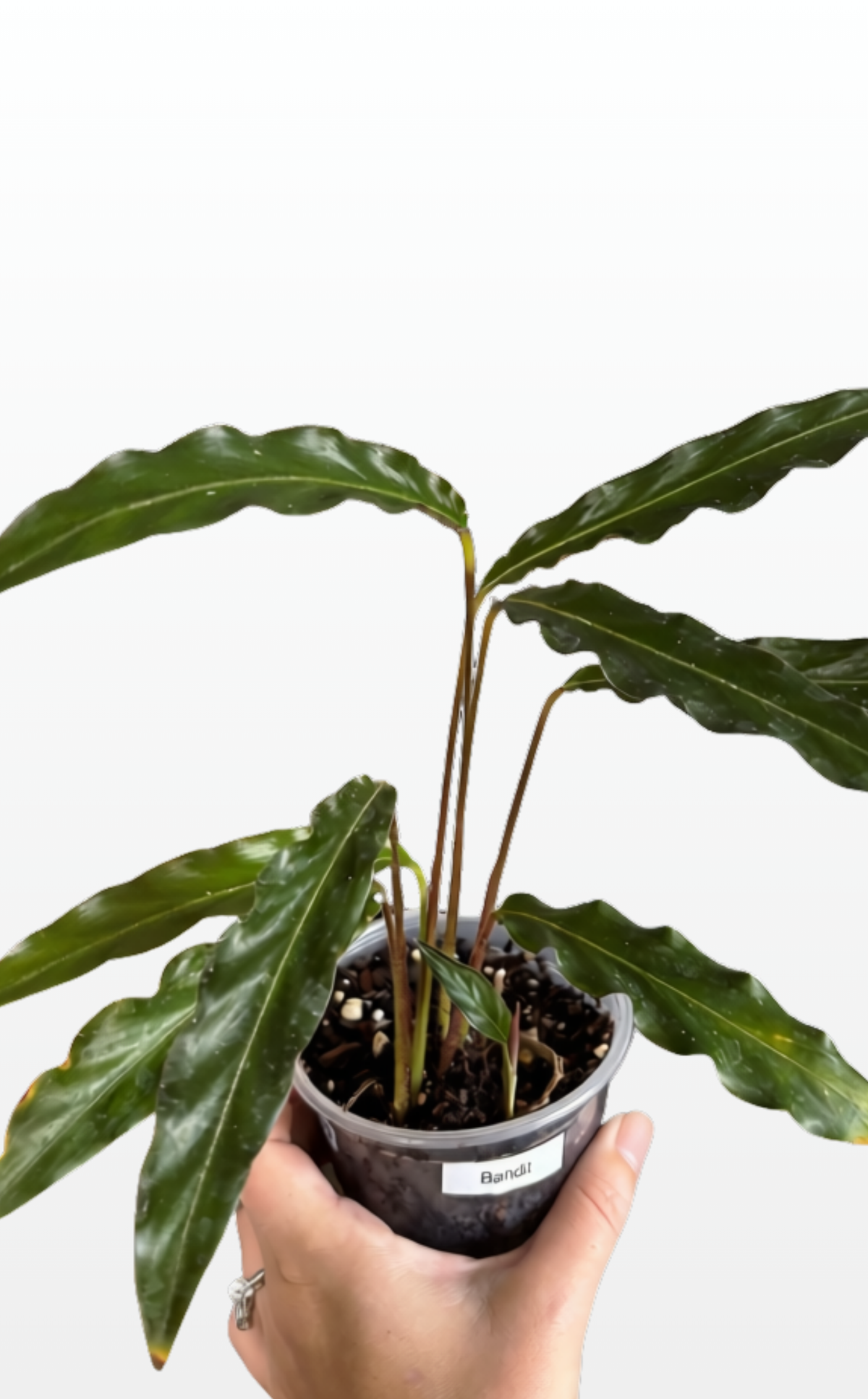 Bandit the Calathea 'Furry Feather' (1299)