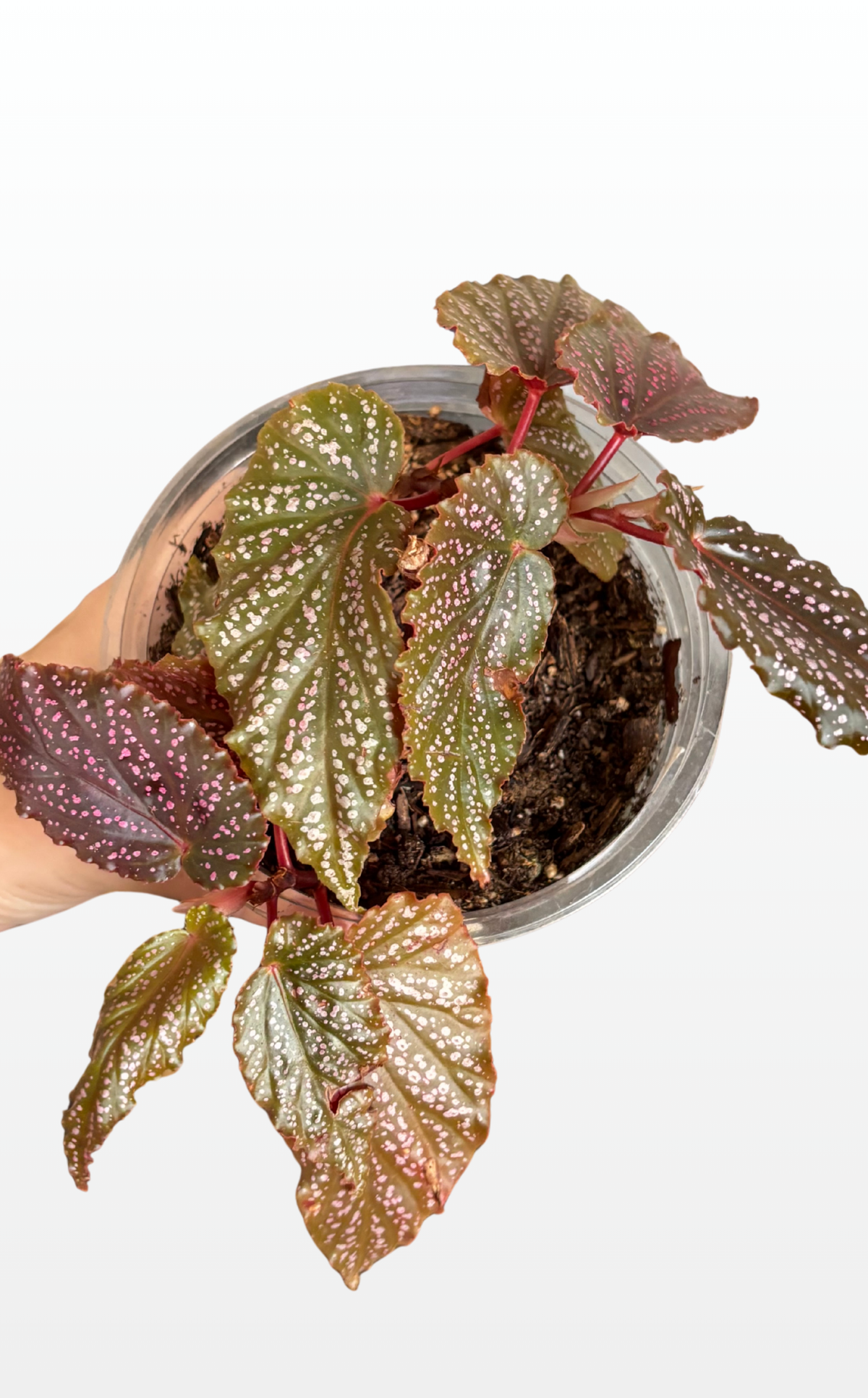 Ziggy the Begonia 'Benigo Pink' (0182)
