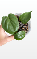 Leo the Philodendron 'Cordatum' "Heartleaf" (1338)