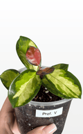 Prof. V the Hoya 'Australis Lisa' (1688)