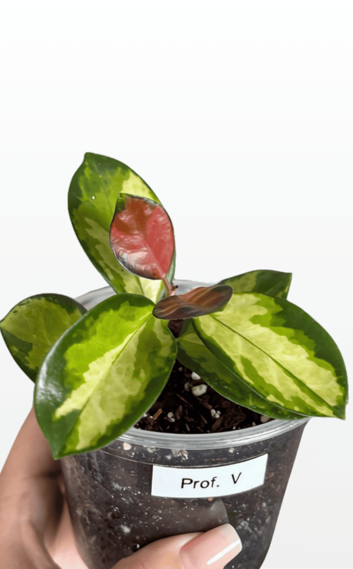 Prof. V the Hoya 'Australis Lisa' (1688)
