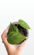 Pam the Philodendron 'Cordatum' "Heartleaf" (1342)