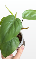 Pippin the Philodendron 'Cordatum' "Heartleaf" (0570)