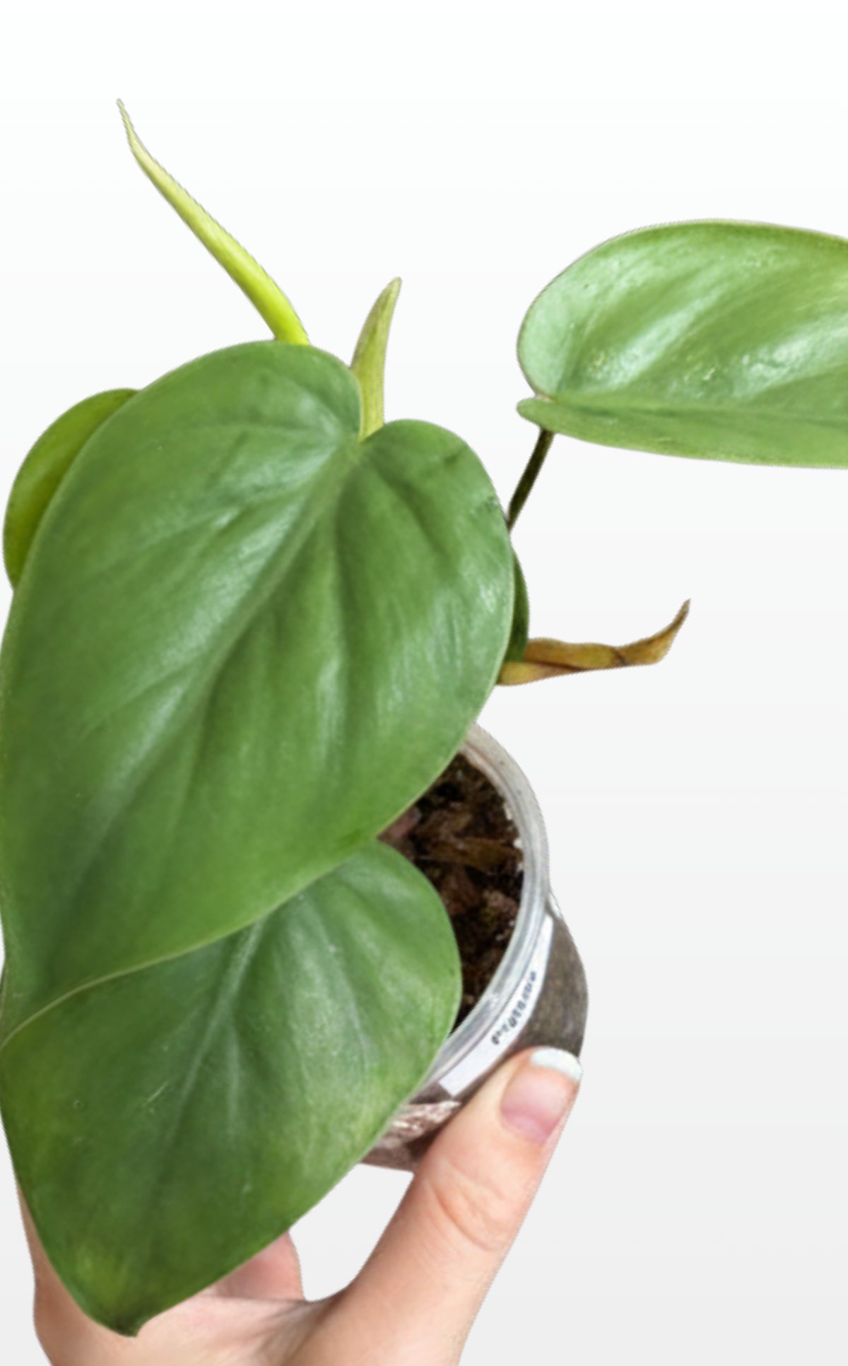 Pippin the Philodendron 'Cordatum' "Heartleaf" (0570)