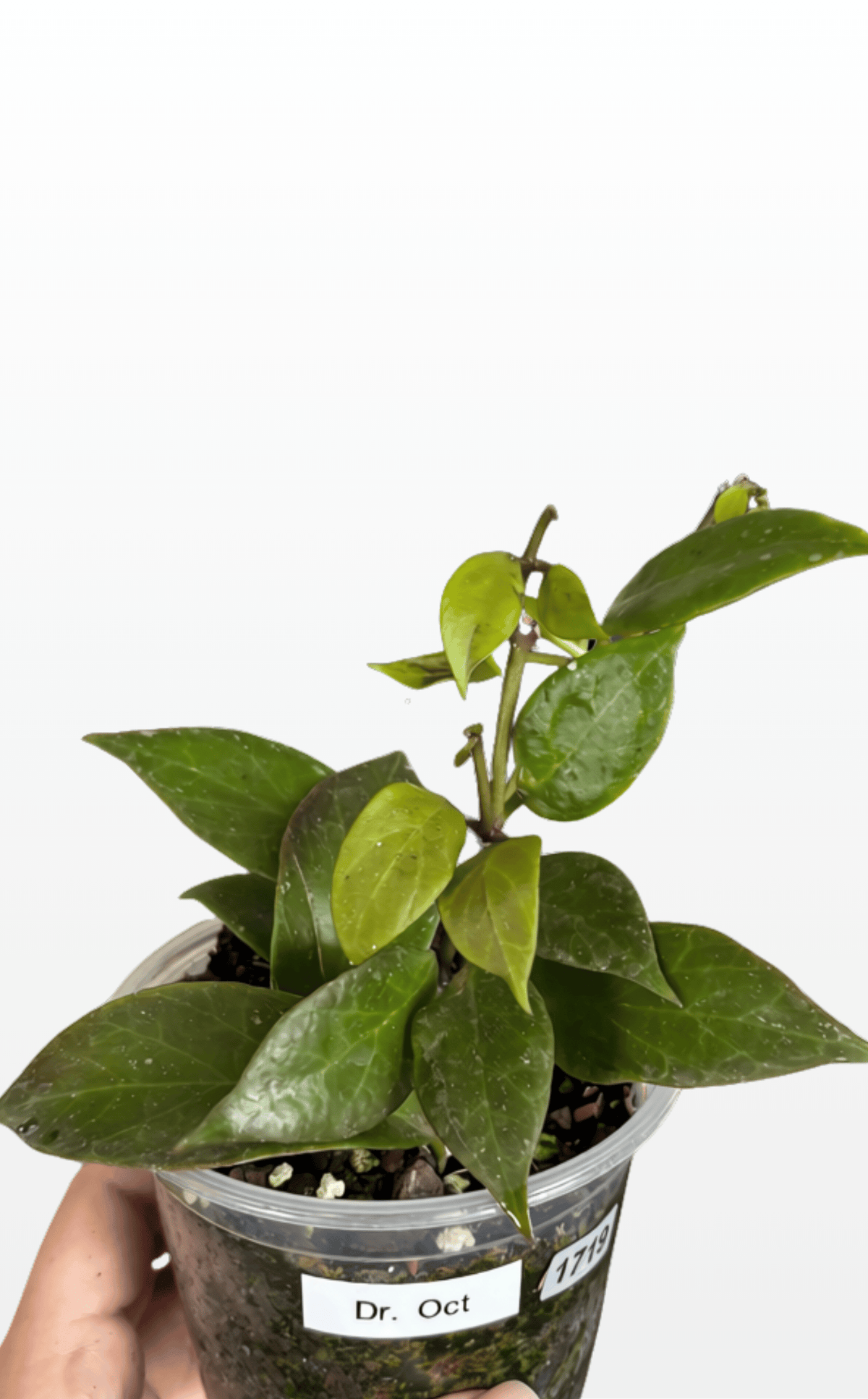 Dr. Oct the Hoya 'Sunrise' (1719)