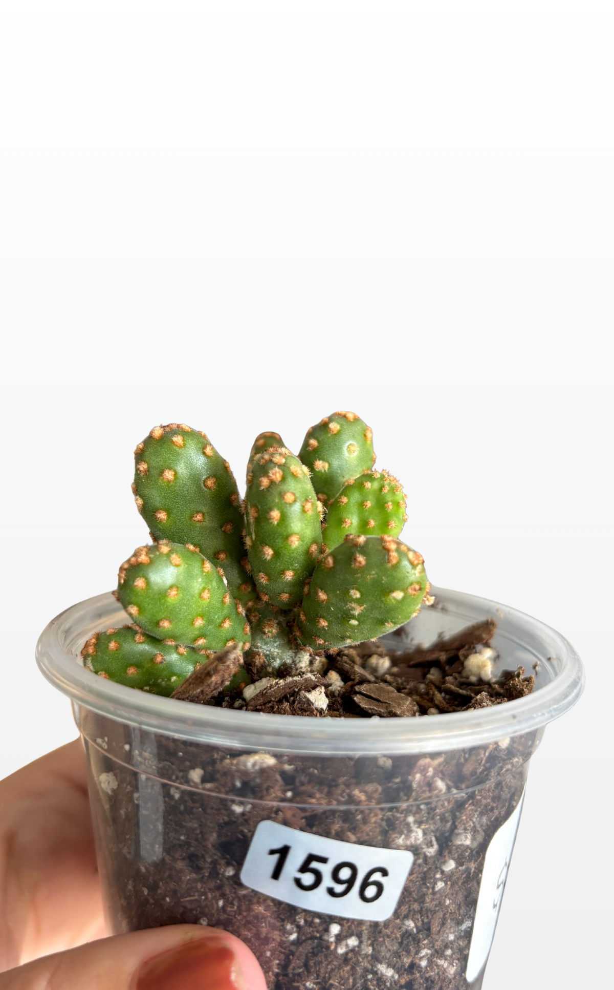 Gumbo the Opuntia 'Rufida Minima Monstrose' (1596)