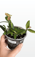 Tanglefoot the Hoya 'DS70' Variegated (1751)