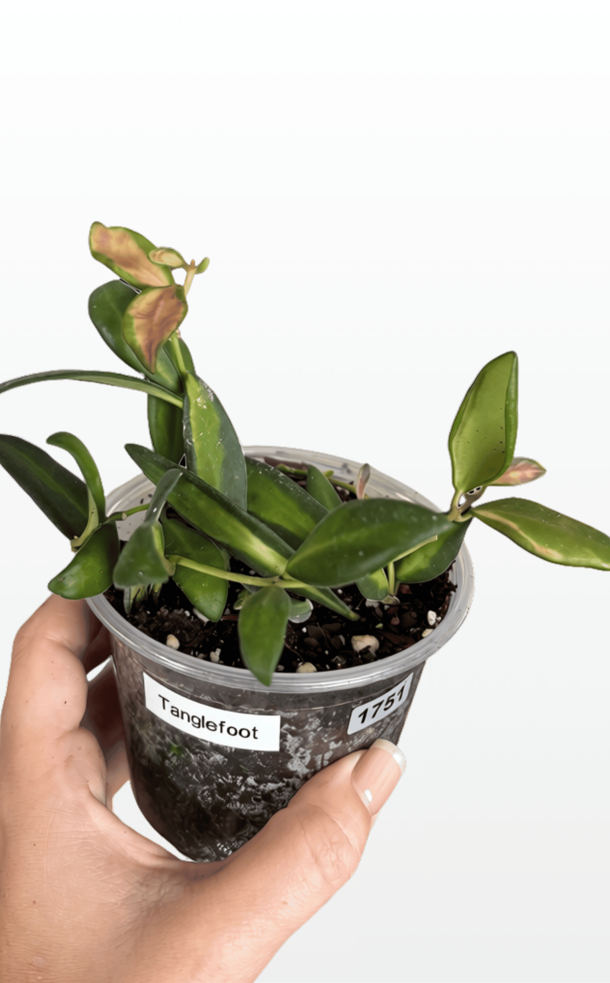Tanglefoot the Hoya 'DS70' Variegated (1751)