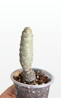 Noodle the Tephrocactus 'Articulatus' (1631)