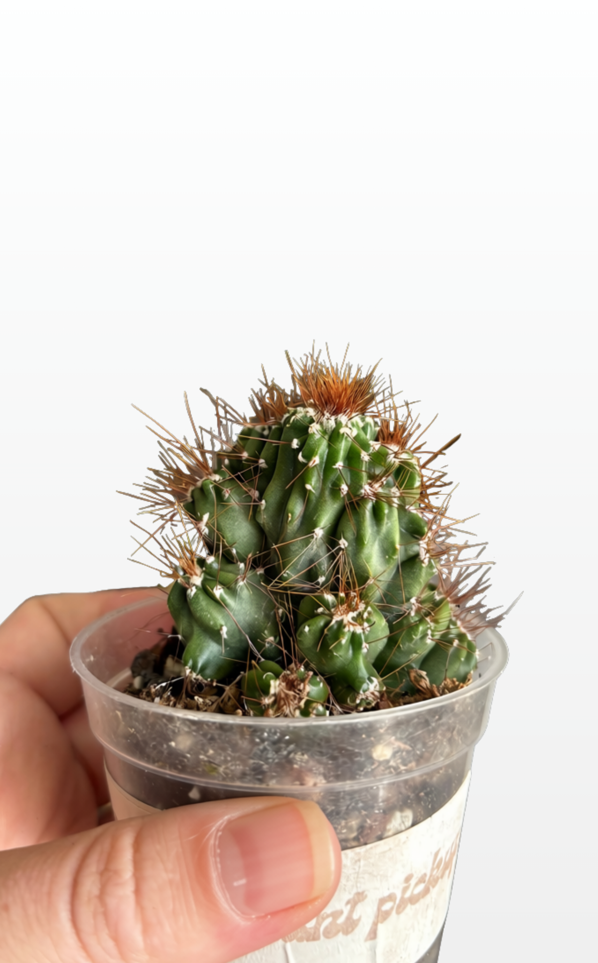 Chewie the Cereus Monstrose (0118)