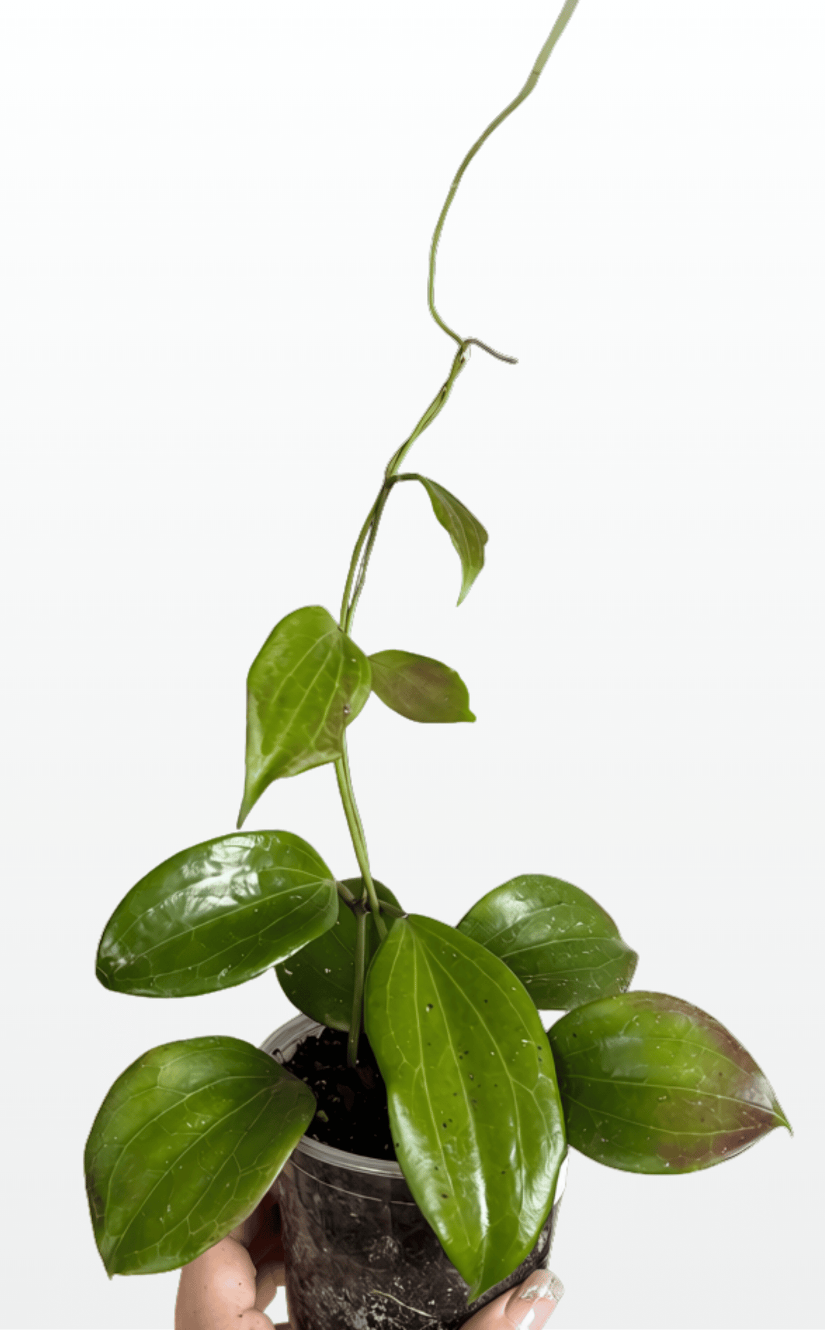 Alien the Hoya 'Quinquenervia' (1739)