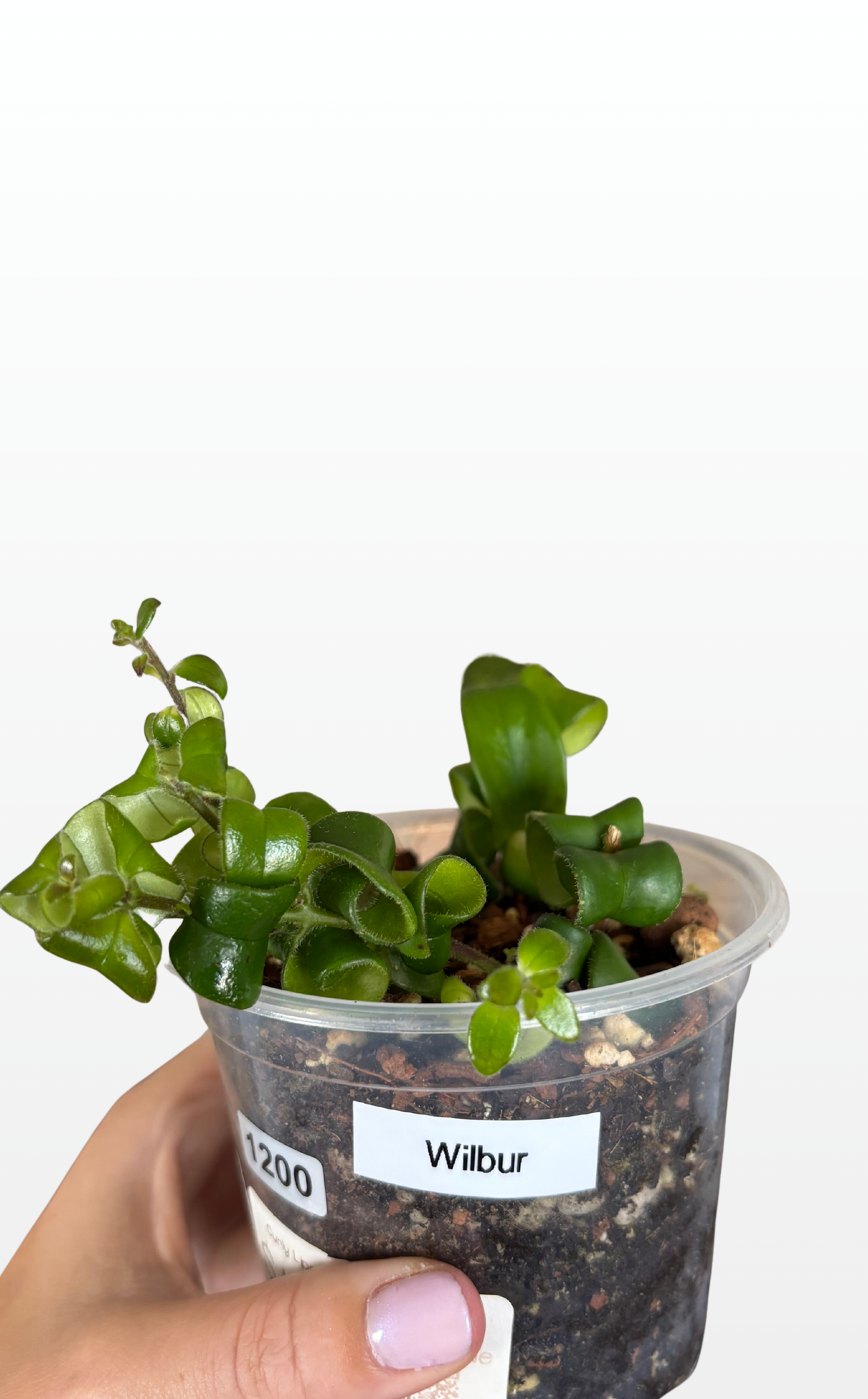 Wilbur the Curly Lipstick Plant (1200)
