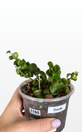Doodle the Curly Lipstick Plant (1195)