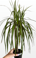 Moose the Dracaena 'Marginata Cane' (0663)