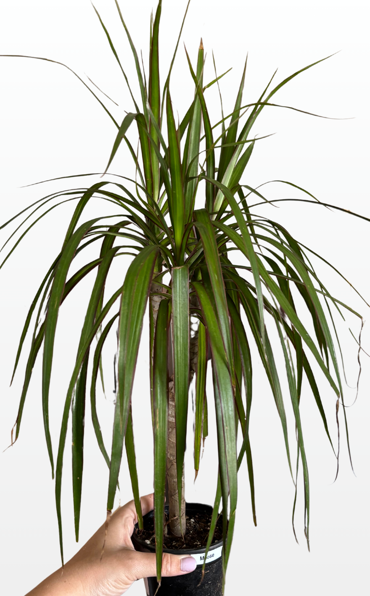 Moose the Dracaena 'Marginata Cane' (0663)