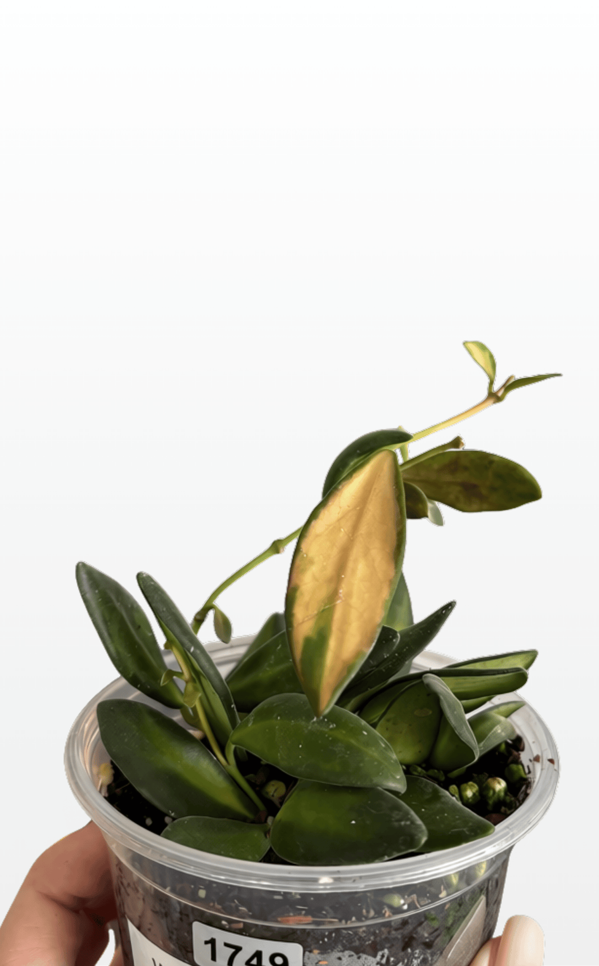 Wonton the Hoya 'DS70' Variegated (1749)