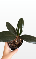 Cora the Ficus 'Burgundy' (0074)