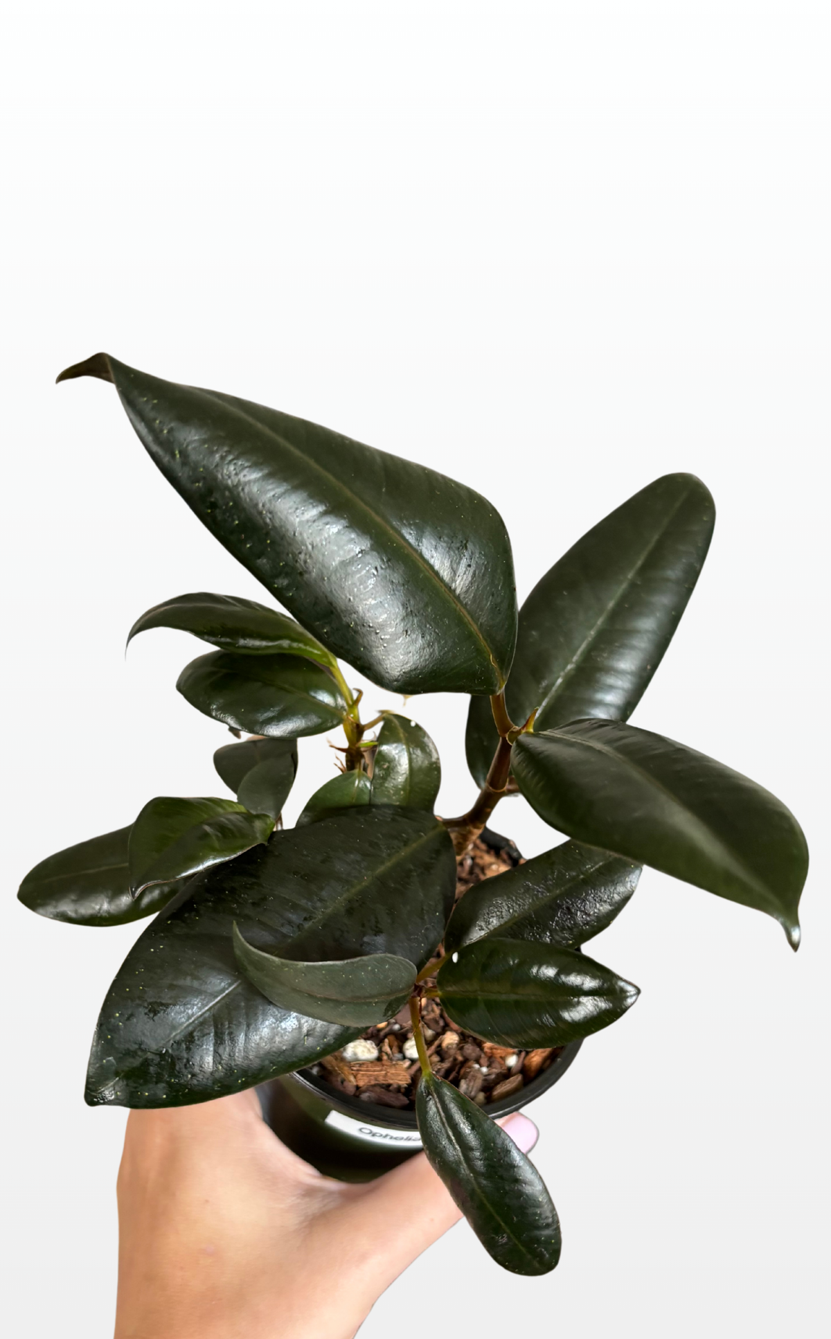 Ophelia the Ficus 'Burgundy' (1163)