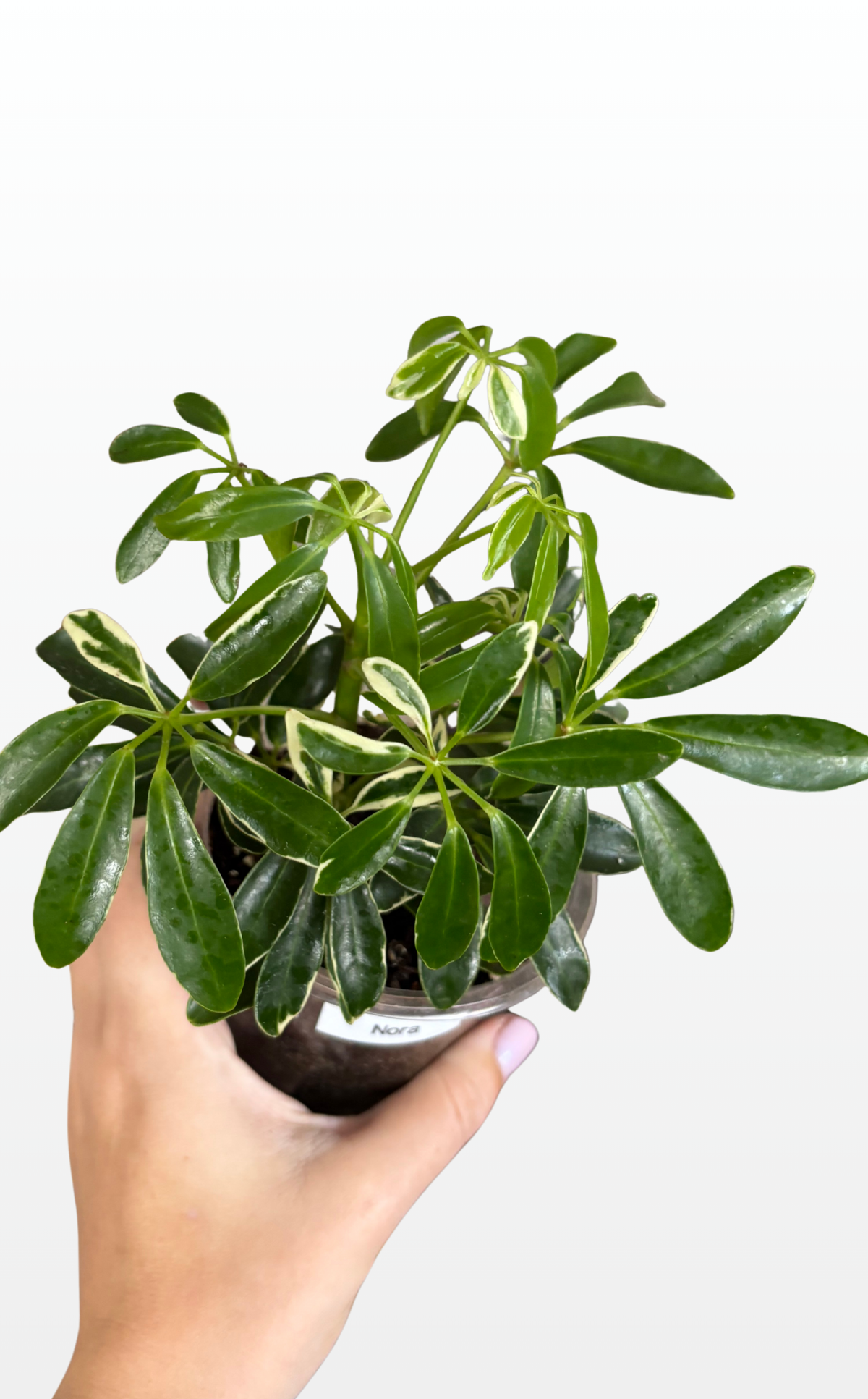 Nora the Schefflera 'Moondrop' (1401)