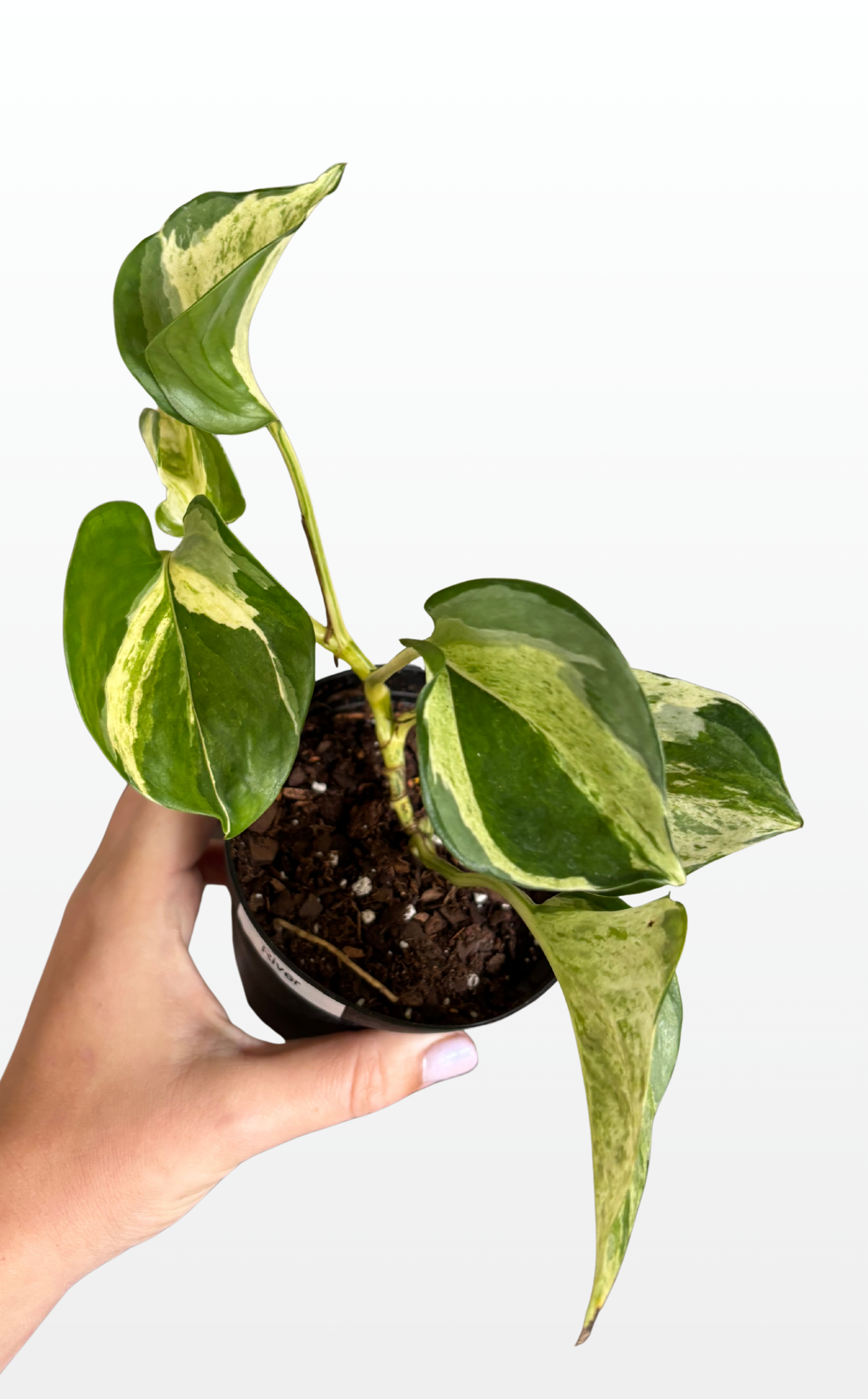 River the Epipremnum Aureum 'Manjula Compacta' (Pothos) (1705)