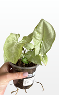 Chloe the Syngonium 'Moonshine' (1437)