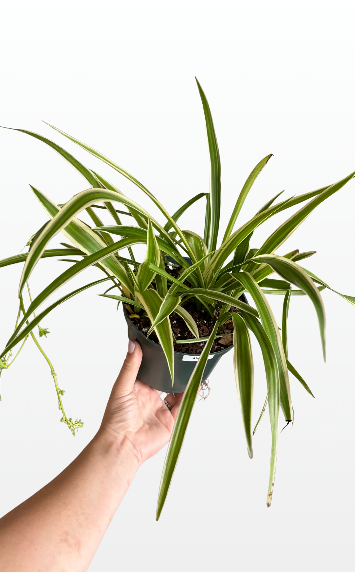 Alexis the Spider Plant 'Reverse' (1452)