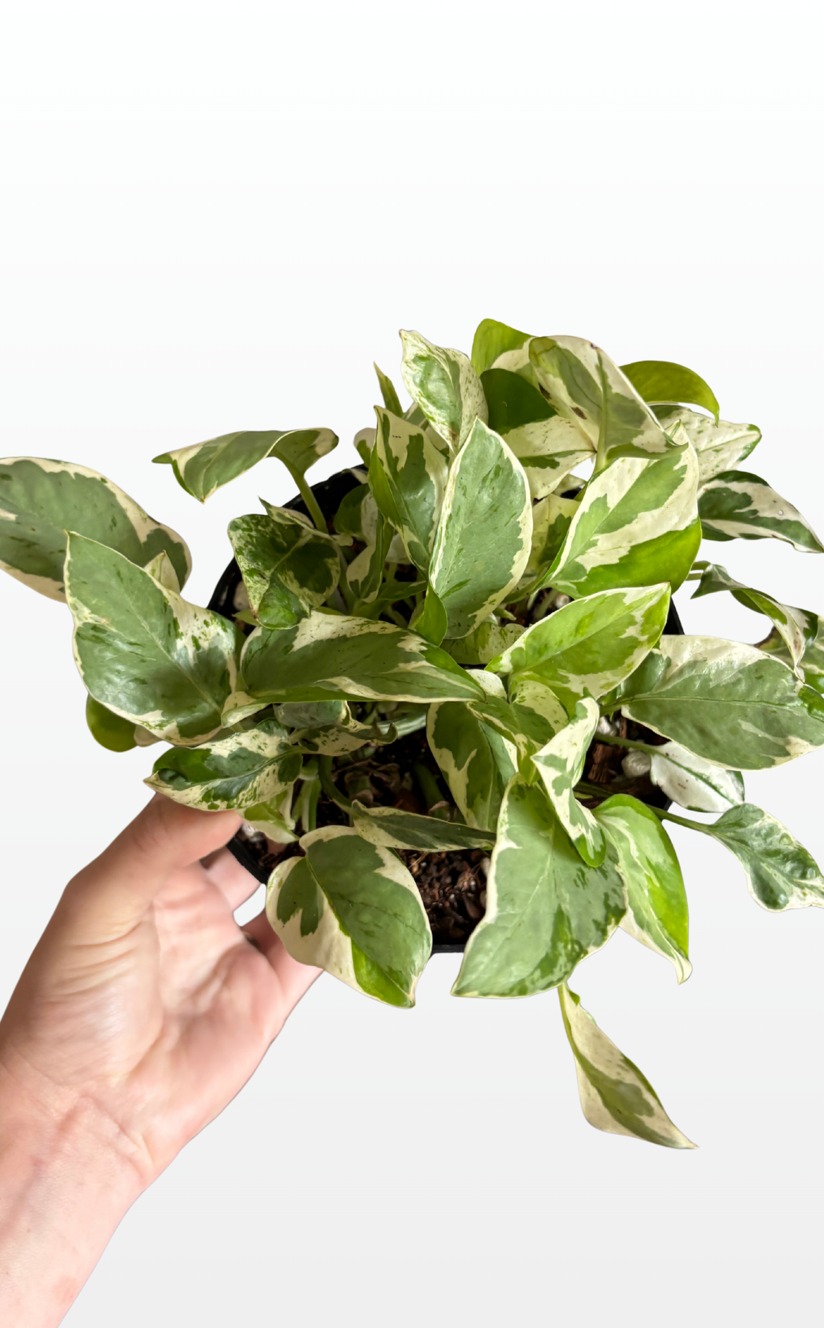 Hazel the Pothos 'NJoy' (0115)